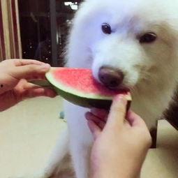 宠物吃瓜配乐视频,音乐相伴，萌态十足！