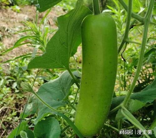 大家吃瓜在哪,吃瓜群众聚集地，揭秘热门话题背后的秘密