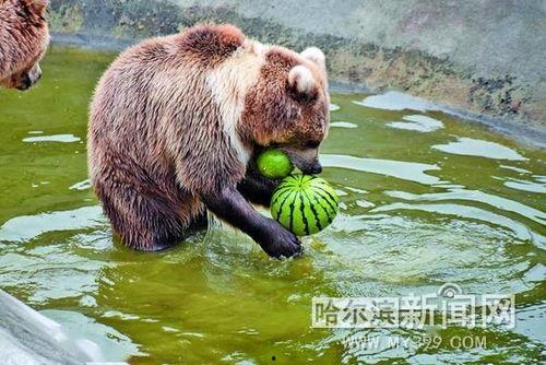 趴窗吃瓜动物,趴窗吃瓜动物的趣味生活