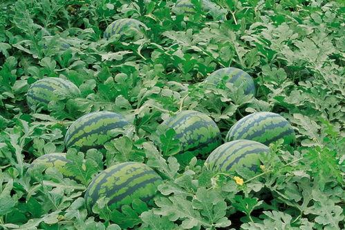 fred桑荷兰吃瓜,揭秘荷兰美食文化