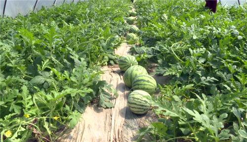 亳州最新吃瓜事件视频,视频揭秘惊人真相